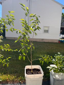 Two-year-old white mulberry tree
