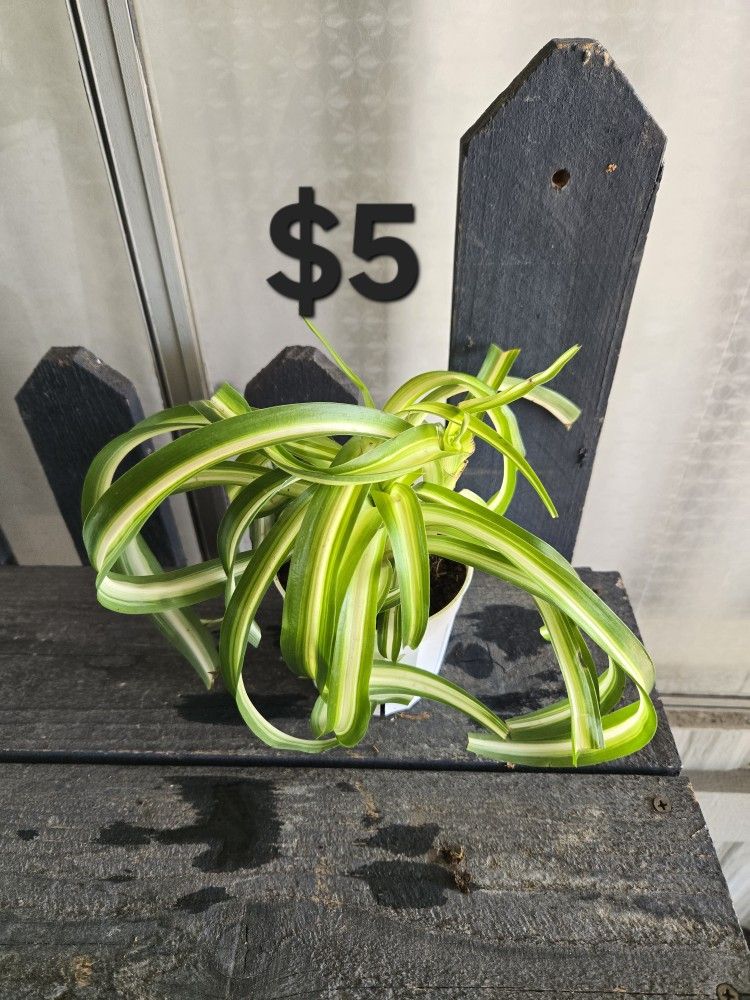 Spider Plant