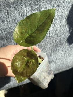 Alocasia Wentii Variegated