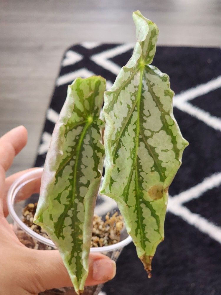 Begonia Rehab