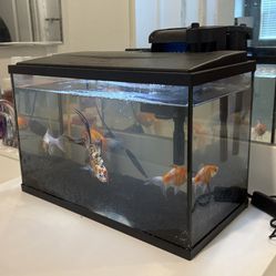 Fish Tank 