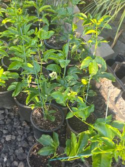 Yellow pasion fruit plant