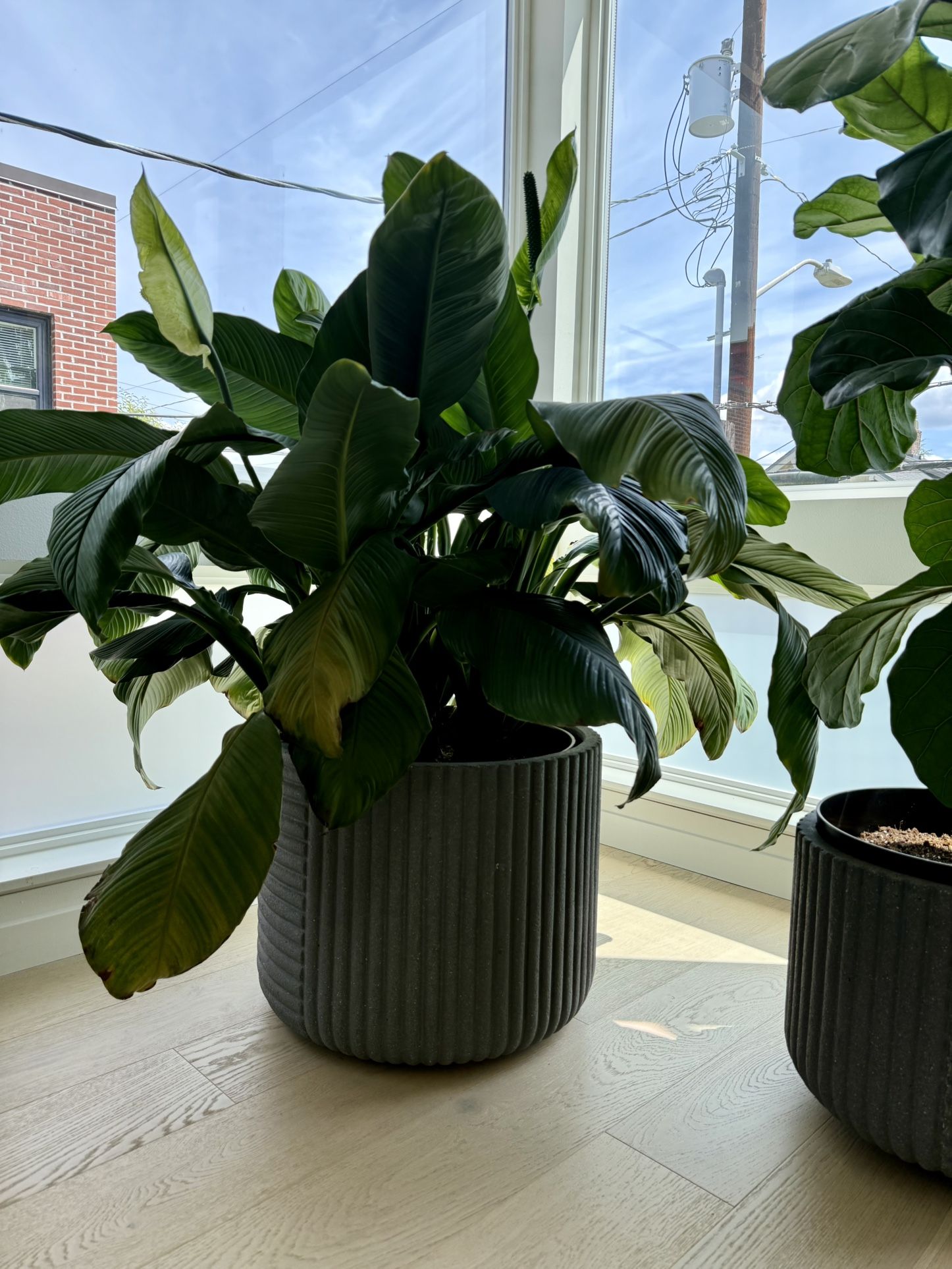 Peace Lily Plant