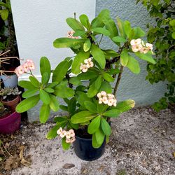 Large Crown Of  Thorns  Plant 