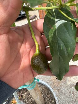 reed avocado