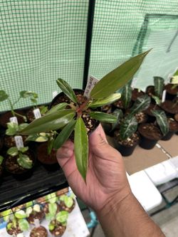 Philodendron Caramel Marble 