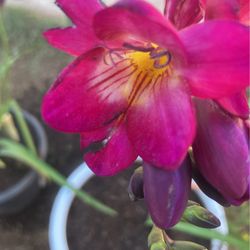 Freesia