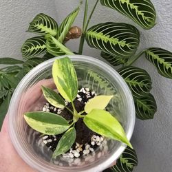 Variegated Florida Beauty Plant