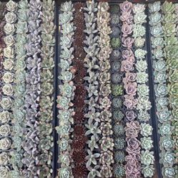 Succulent Plants in COVINA