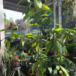 6ft Tall, Seed Grown Avocado Tree 
