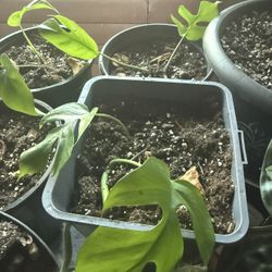 Baby Monstera (rhaphidophora tetrasperma) Cuttings