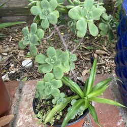 House Plant Zebra Grass Succulent With Pothos ,  Air Plants And Vine Plants 