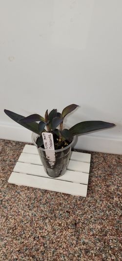 Purple Heart Tradescantia Plant