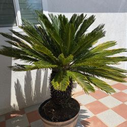 Sago Palms