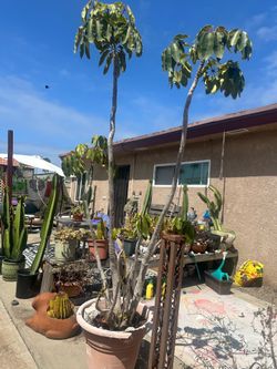Over 7ft tall schefflera umbrella tree