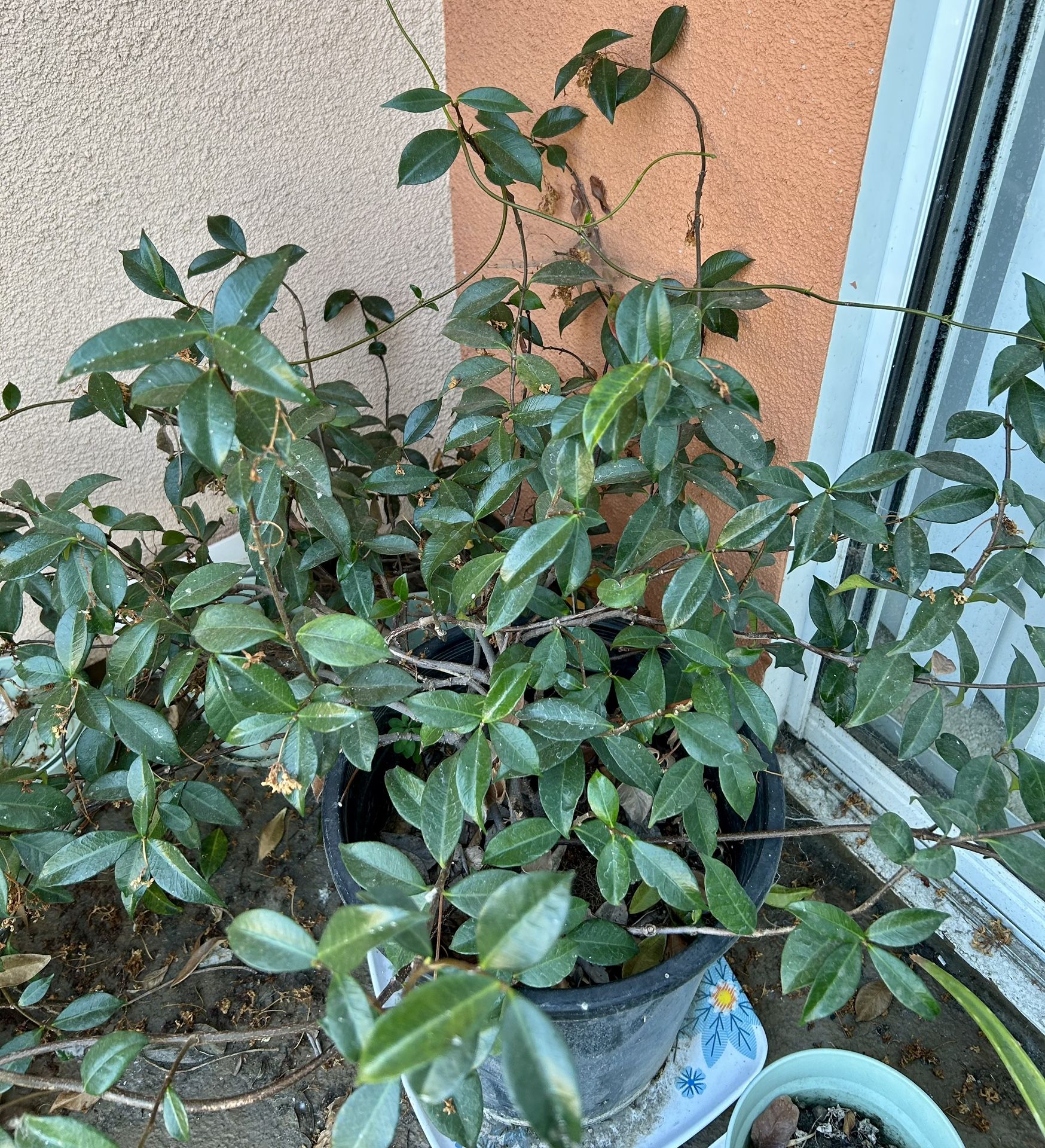 Jasmine Live Plant