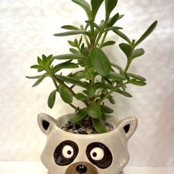 Succulent House Plant In Cute Ceramic Pot 3.5”H.