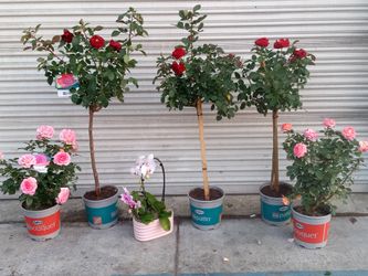 Red Rose Trees (3) Pink Rose Bushes, Orchid(1)