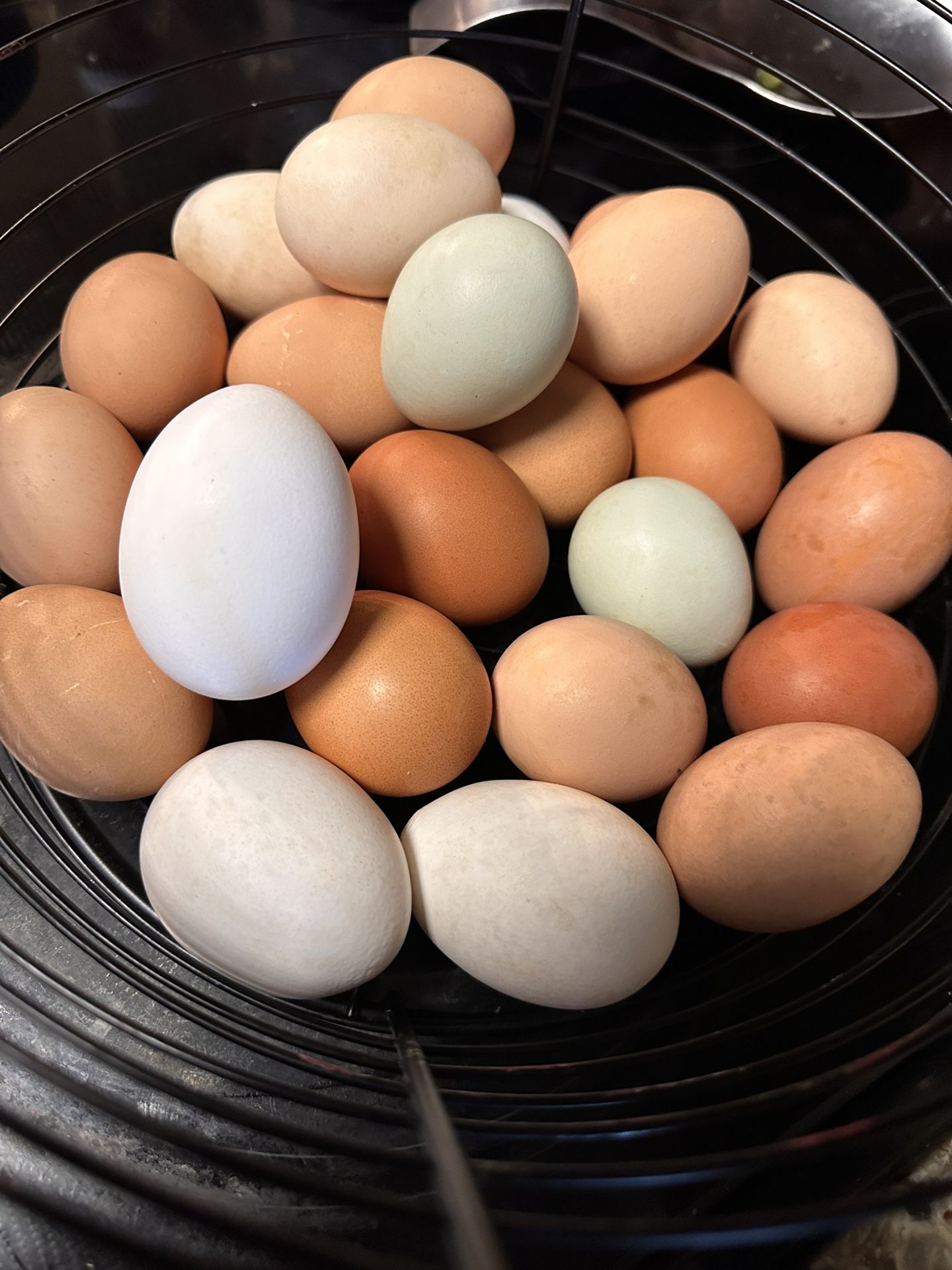 Fertile Eggs