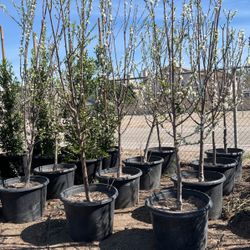 25 Gallon Fruit Tree  