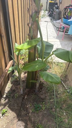 Banana plant $15