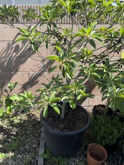 Fruit Tree