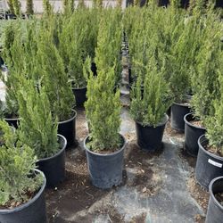 Hollywood Juniper