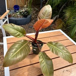 Philodendron Prince of Orange