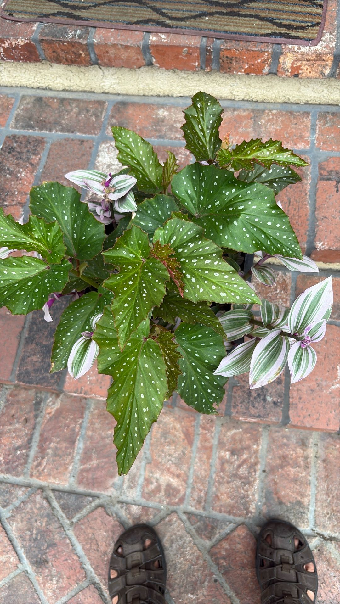 Beautiful plant for sale