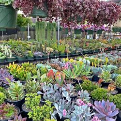 Succulent For Sale