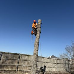 GOOD PRICES ON TREE 🌲