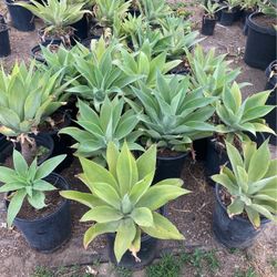 Plants