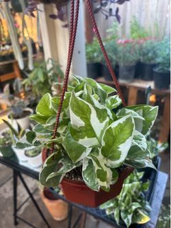 N’ joy pothos plants 🪴 💚🤍