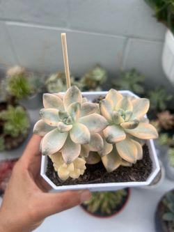 $25- Graptoveria 'Titubans' Variegated 4" Succulent Plant