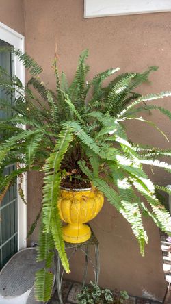 Large fern