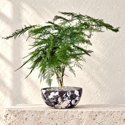Asparagus Fern ( Planter Included) #CD8 ‘Local LA Seller’
