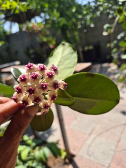 Hoya Plant