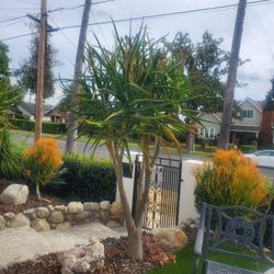 Áloe Verá Tree 24" Tall  Best Offer San Gabriel CA(8)