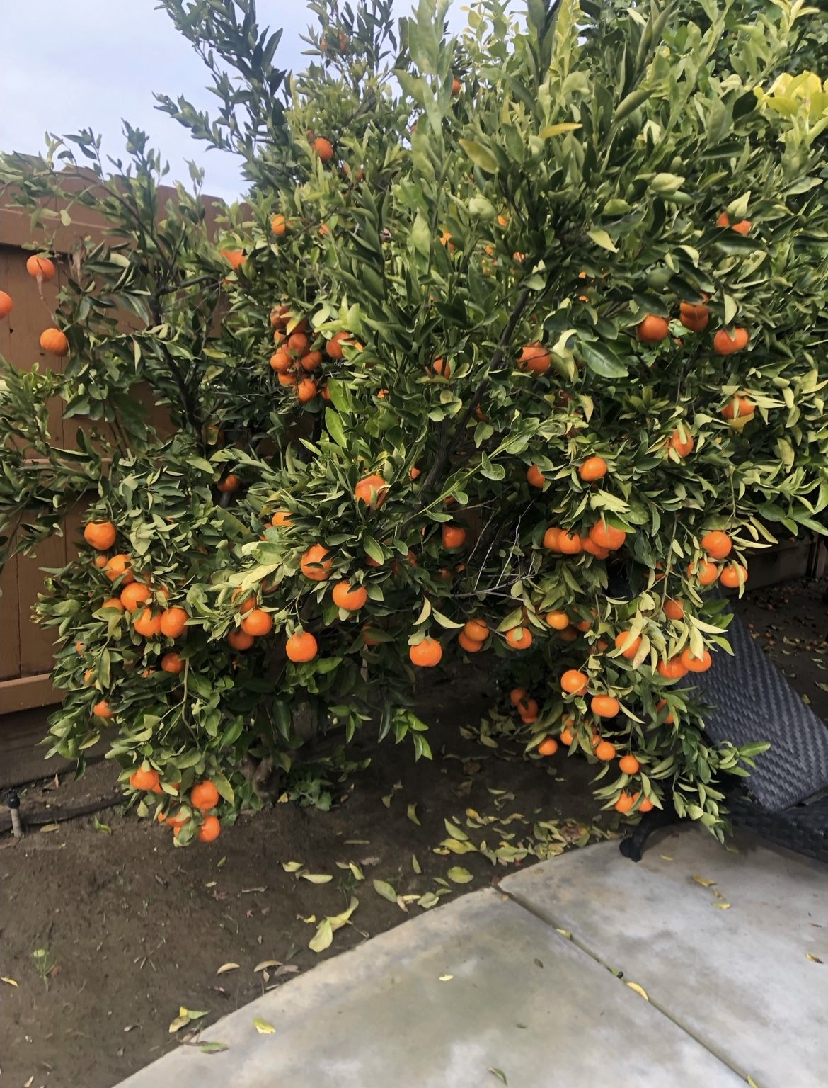 +5 Yr Old Orange Tree
