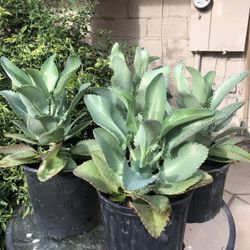 Kalanchoe Mother of Thousands Plant