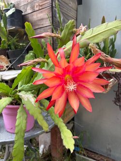 Cactus orquídea