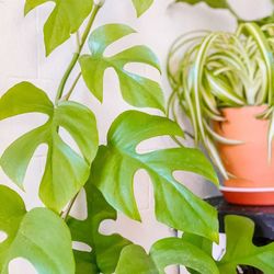 Lush Tetrasperma rhaphidophora mini Monstera Plant/ House Plant/ Indoor Plant Flower Patio Garden 