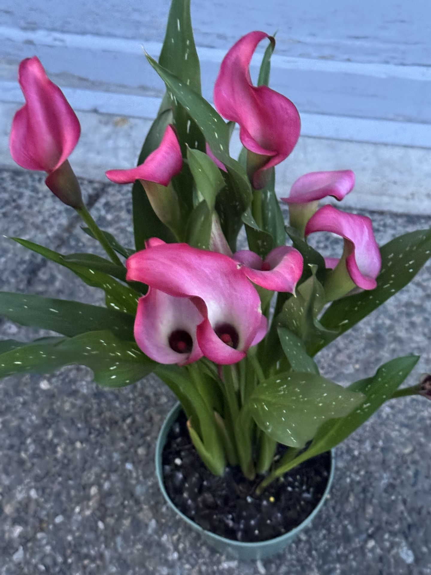 Calla Lily $20 Each Or $30 For 2