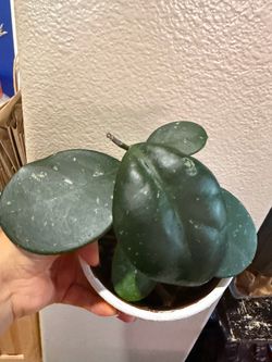 Hoya Obovata Splash