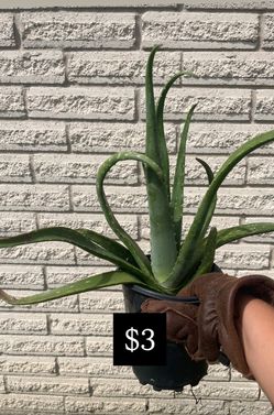 Established aloe Vera plant in pot -3$