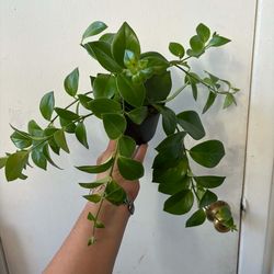 Lipstick plant
