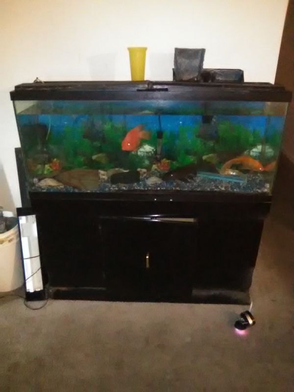 100 gallon Fish tank with fish for Sale in Elizabethtown, KY OfferUp