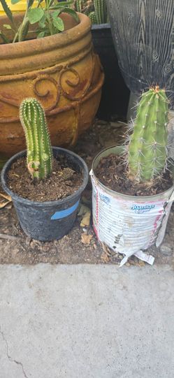 Cactus  5 dollars each