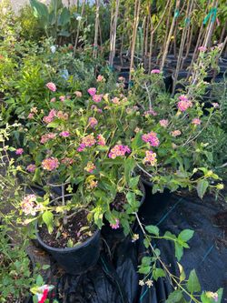 Lantanas 15$ each 5 gallon pot