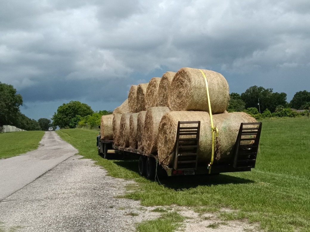 Horse And Cow Hay